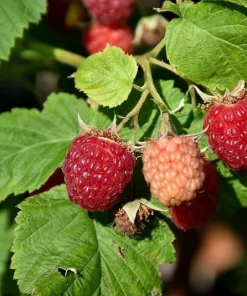 Latham Red Raspberry Live Plant - Cold Hardy Berry Bush - USDA Zones 3-8 - Image 5