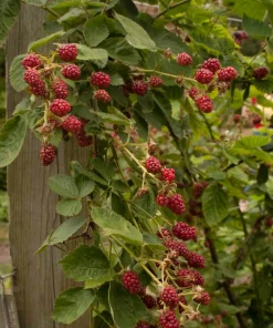 Latham Red Raspberry Live Plant - Cold Hardy Berry Bush - USDA Zones 3-8 - Image 8