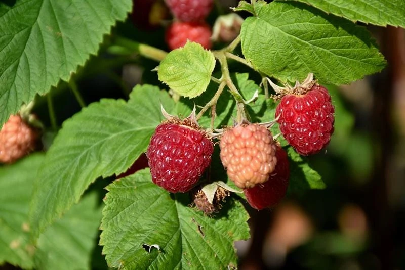 Latham Red Raspberry Live Plant - Cold Hardy Berry Bush - USDA Zones 3-8 - Image 1