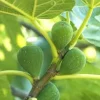 Lattarula Fig Tree Starter Plug - Italian Honey Fig Plant - Cold Hardy Ficus carica - Image 1