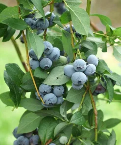 Legacy Blueberry Starter Plug - 5 Pack Vaccinium corymbosum - Image 5