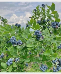 Legacy Blueberry Starter Plug - 5 Pack Vaccinium corymbosum - Image 8
