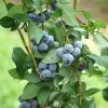 Legacy Blueberry Starter Plug - 5 Pack Vaccinium corymbosum - Image 1