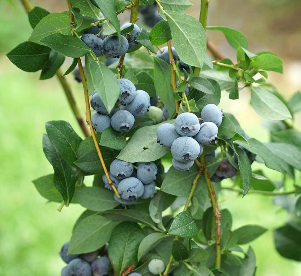 Legacy Blueberry Starter Plug - 5 Pack Vaccinium corymbosum - Image 1