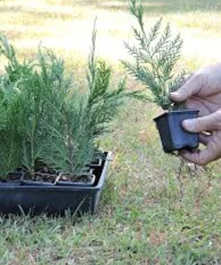 Leyland Cypress Tree Starter Plant - Bare Root Evergreen, Fast Growing - Image 2