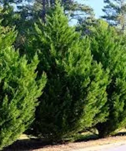 Leyland Cypress Tree Starter Plant - Bare Root Evergreen, Fast Growing - Image 1