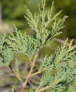 Leyland Cypress Tree Starter Plant - Bare Root Evergreen, Fast Growing - Image 3