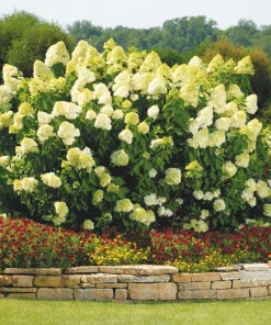 Limelight Hydrangea Bare Root Plant - Paniculata 'Limelight' - Zones 3-9 - Image 1