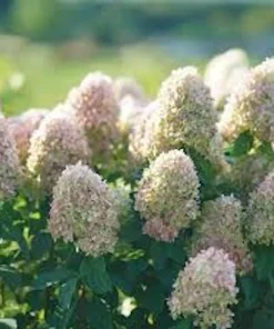 Limelight Hydrangea Bare Root Starter Plug - Hydrangea paniculata - 3 Pack - Image 2