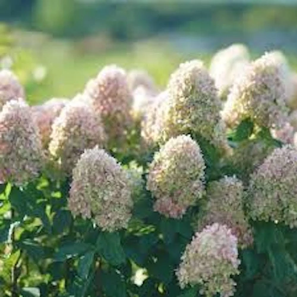 Limelight Hydrangea Bare Root Starter Plug - Hydrangea paniculata - 3 Pack - Image 2