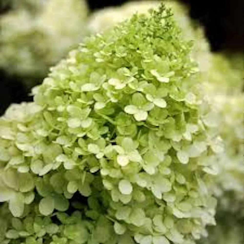 Limelight Hydrangea Bare Root Starter Plug - Hydrangea paniculata - 3 Pack - Image 4