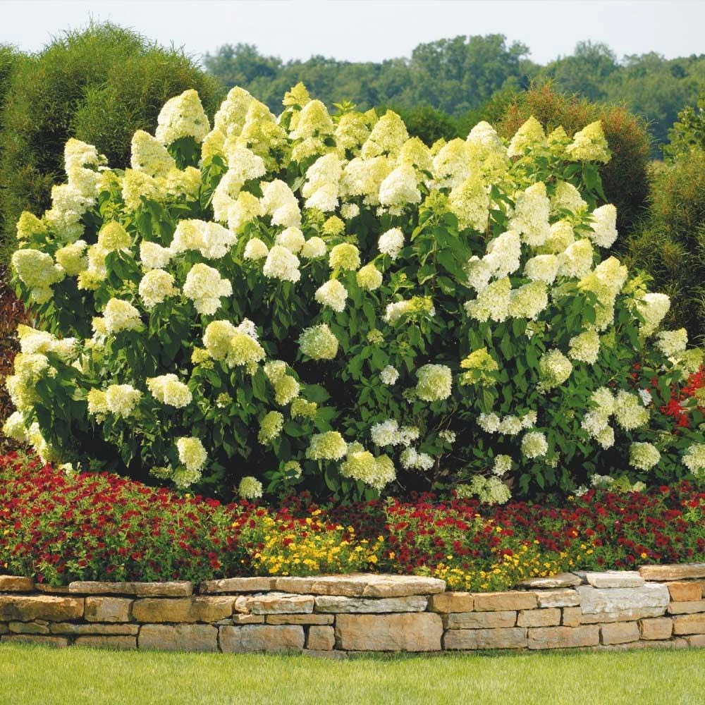 Limelight Hydrangea Bare Root Starter Plug - Hydrangea paniculata - 3 Pack - Image 1