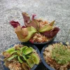 Live Carnivorous Plant Set: Venus Fly Trap, Pitcher Plant, Sundew - 3 Different Plants - Image 1