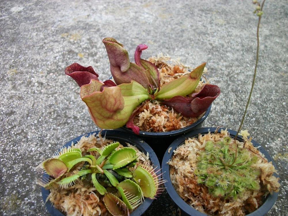Live Carnivorous Plant Set: Venus Fly Trap, Pitcher Plant, Sundew - 3 Different Plants - Image 1