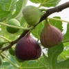 Magnolia Large Fig Live Plant - Self-Pollinating Ficus Carica, Zones 7-9, Potted - Image 1