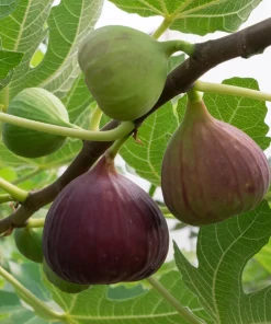 Magnolia Large Fig Live Plant - Self-Pollinating Ficus Carica, Zones 7-9, Potted - Image 1