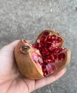 Makedonia Red Pomegranate Live Plant - Edible Bare Root Starter - Image 2