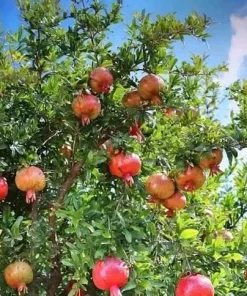 Makedonia Red Pomegranate Live Plant - Edible Bare Root Starter - Image 3