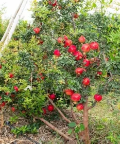 Makedonia Red Pomegranate Live Plant - Edible Bare Root Starter - Image 4