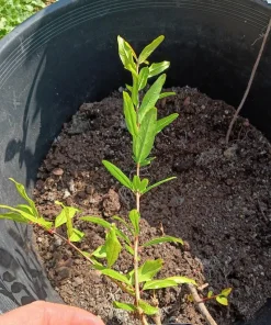 Makedonia Red Pomegranate Live Plant - Edible Bare Root Starter - Image 5