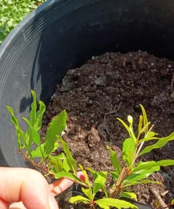 Makedonia Red Pomegranate Live Plant - Edible Bare Root Starter - Image 6