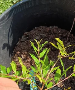 Makedonia Red Pomegranate Live Plant - Edible Bare Root Starter - Image 7