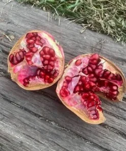 Makedonia Red Pomegranate Live Plant - Edible Bare Root Starter - Image 1