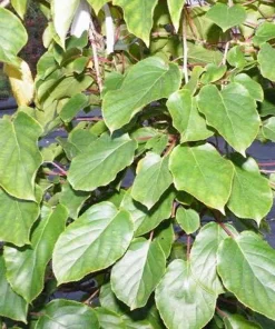 Male Kiwi Pollinator Live Plant - Hardy Actinidia arguta - Zones 4-8 - Image 2