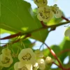 Male Kiwi Pollinator Live Plant - Hardy Actinidia arguta - Zones 4-8 - Image 1