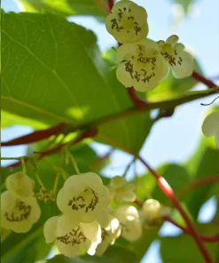 Male Kiwi Pollinator Live Plant - Hardy Actinidia arguta - Zones 4-8 - Image 1