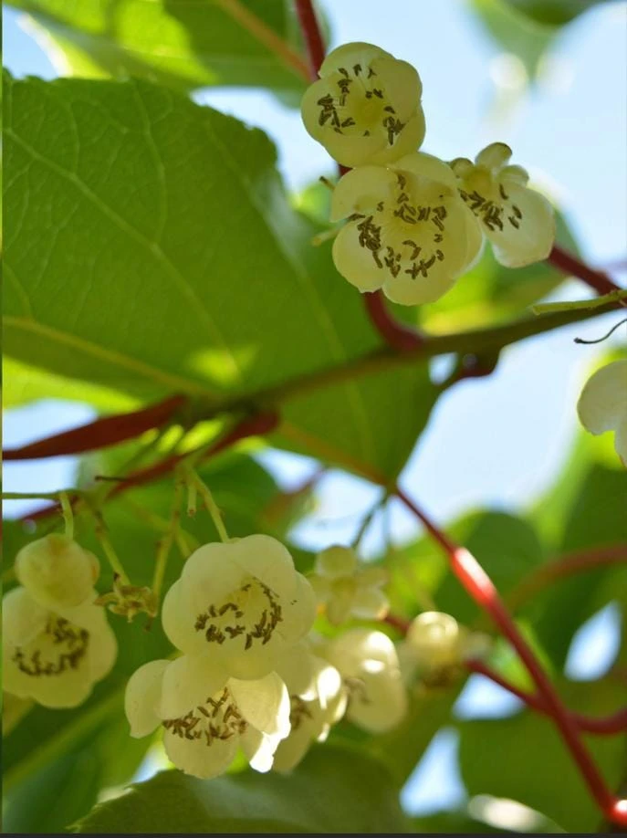 Male Kiwi Pollinator Live Plant - Hardy Actinidia arguta - Zones 4-8 - Image 1