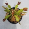 Mammoth Venus Flytrap Live Plant - 3 inch pot - Carnivorous Indoor/Outdoor - Image 1
