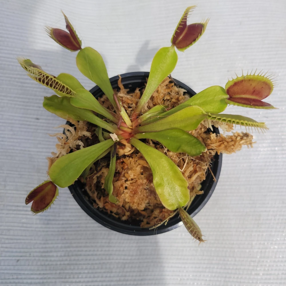 Mammoth Venus Flytrap Live Plant - 3 inch pot - Carnivorous Indoor/Outdoor - Image 1
