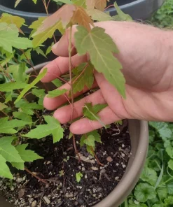 Maple Tree Live Plant - Organic & Rooted, Zones 3-9 for Syrup Production - Image 2