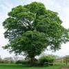Maple Tree Live Plant - Organic & Rooted, Zones 3-9 for Syrup Production - Image 1