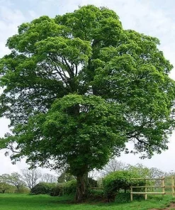 Maple Tree Live Plant - Organic & Rooted, Zones 3-9 for Syrup Production - Image 1