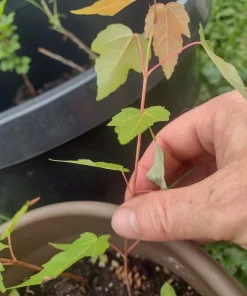 Maple Tree Live Plant - Organic & Rooted, Zones 3-9 for Syrup Production - Image 3