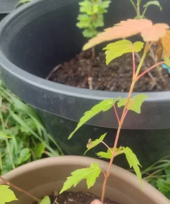 Maple Tree Live Plant - Organic & Rooted, Zones 3-9 for Syrup Production - Image 4