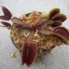 Maroon Monster Venus Flytrap Live Plant - Large Carnivorous Plant Indoor/Outdoor - Image 1