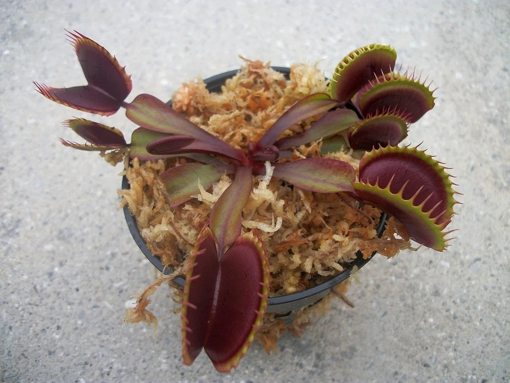 Maroon Monster Venus Flytrap Live Plant - Large Carnivorous Plant Indoor/Outdoor - Image 1