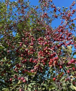 Midwest Crabapple Tree - Flowering Fruit Tree Live Plant - Zones 4-8 - Image 2