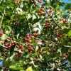 Midwest Crabapple Tree - Flowering Fruit Tree Live Plant - Zones 4-8 - Image 1