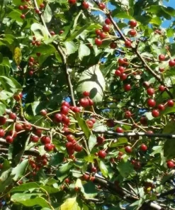 Midwest Crabapple Tree - Flowering Fruit Tree Live Plant - Zones 4-8 - Image 1
