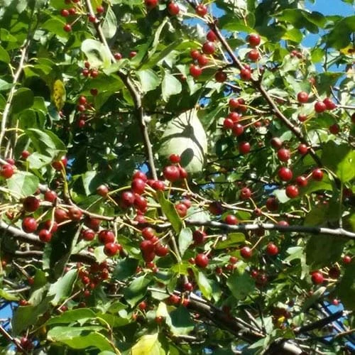 Midwest Crabapple Tree - Flowering Fruit Tree Live Plant - Zones 4-8 - Image 1