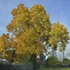 Mockernut Hickory Tree Live Plant - Carya tomentosa - 12-24" Tall Quart Pot - Image 1