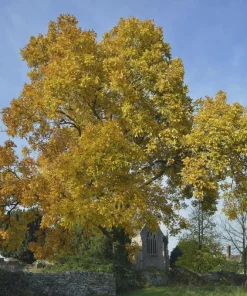 Mockernut Hickory Tree Live Plant - Carya tomentosa - 12-24
