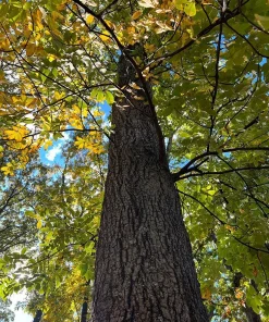 Mockernut Hickory Tree Live Plant - Carya tomentosa - 12-24