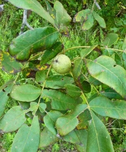 Mockernut Hickory Tree Live Plant - Carya tomentosa - 12-24