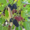 Mojo Berry Dwarf Mulberry Bush Starter Plant - Morus rotundiloba - Bare Root - USDA Zones 7-10 - Image 1