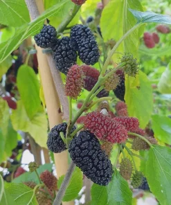 Mojo Berry Dwarf Mulberry Bush Starter Plant - Morus rotundiloba - Bare Root - USDA Zones 7-10 - Image 1